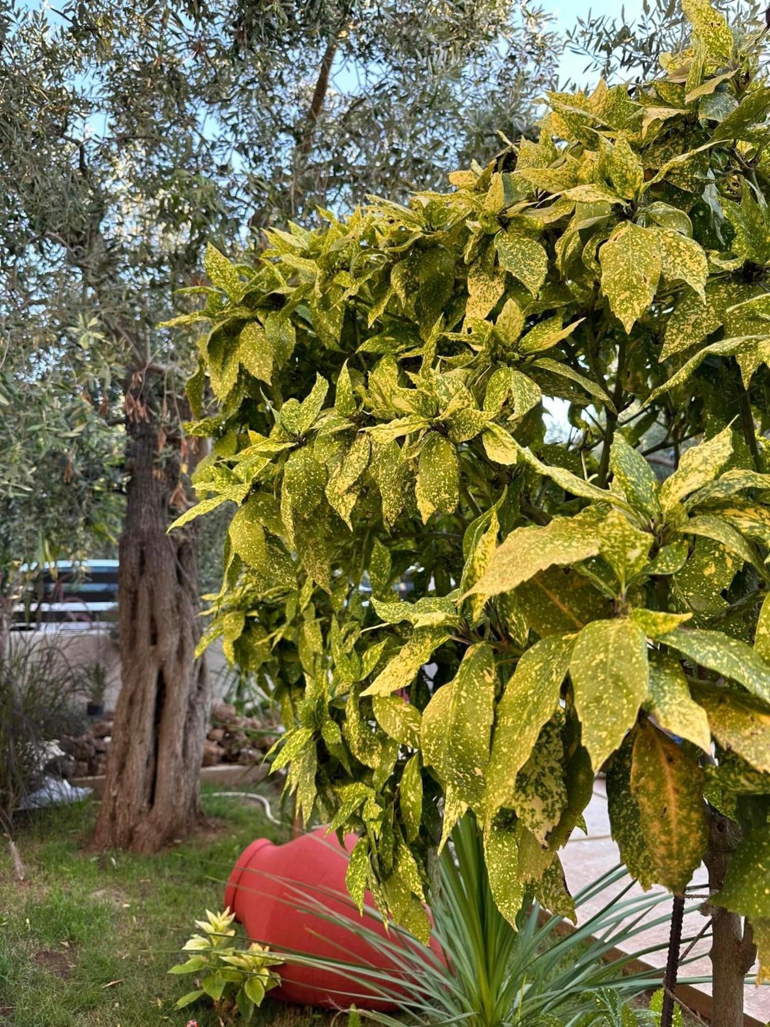 דירות Skála Kallirákhis Valia House Thassos מראה חיצוני תמונה